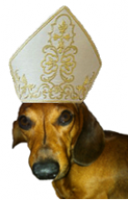 Red Smooth Dachshund with Pope Hat. This is Fionn.